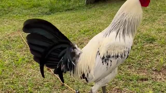 Beautiful White Birds Black Melsims Grey Kanawayon