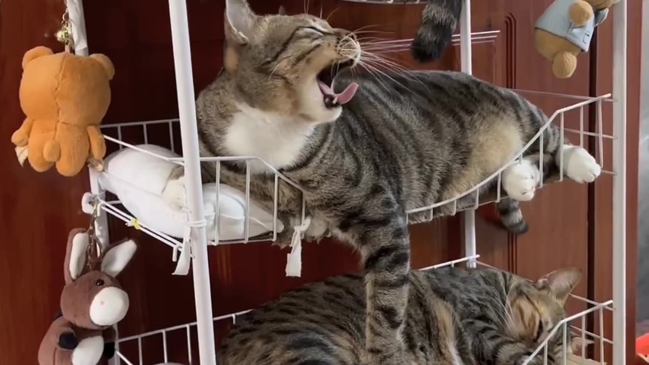 Cat video❤️🥰 #cat