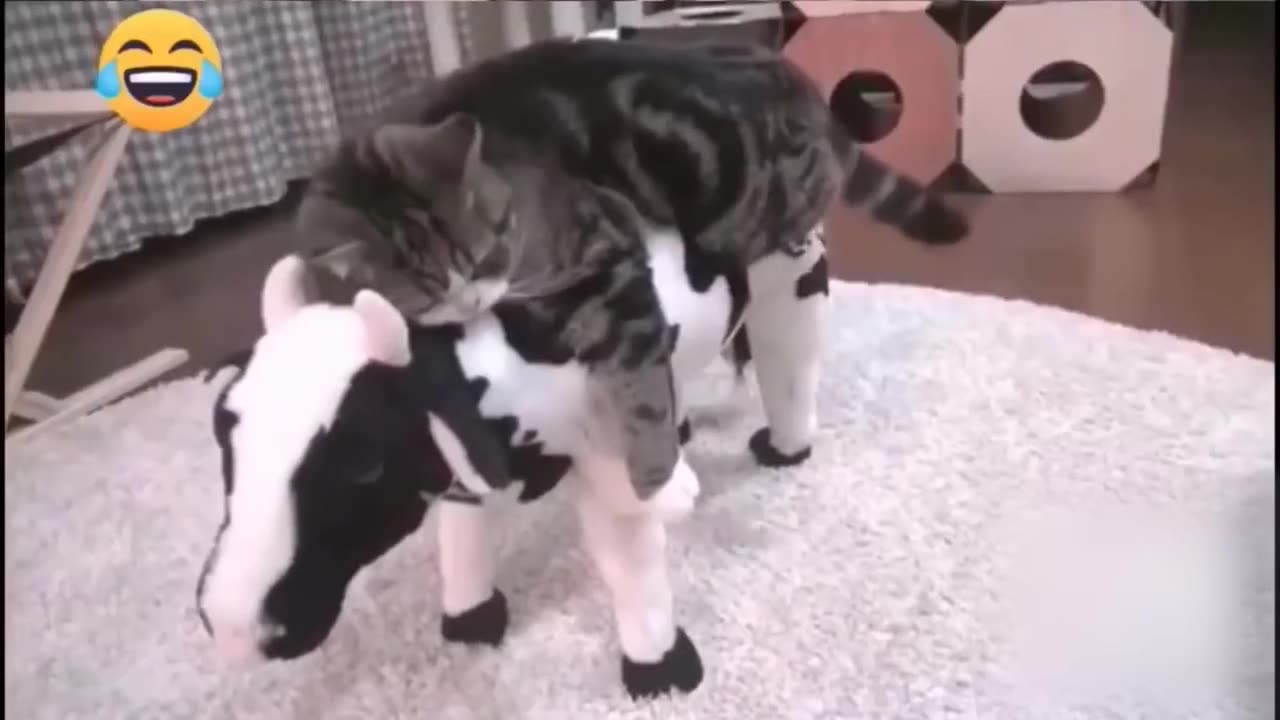 FUNNIEST ANIMALS