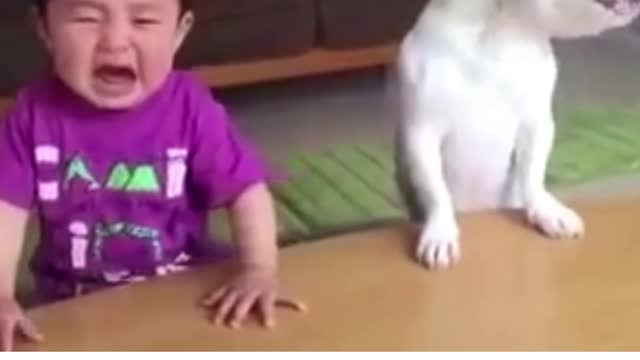 Dog and kids funny video