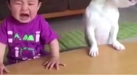 Dog and kids funny video