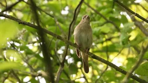 The sound of birds