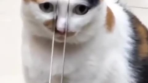 ments Viral Clips #shorts Video🤣_ #trending #animals #funny #reels