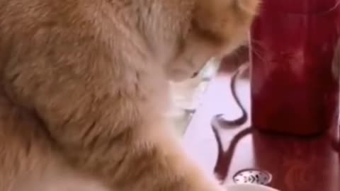 And now we have a kitten on air reaching into its owner's cup.