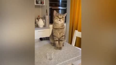 funny animal