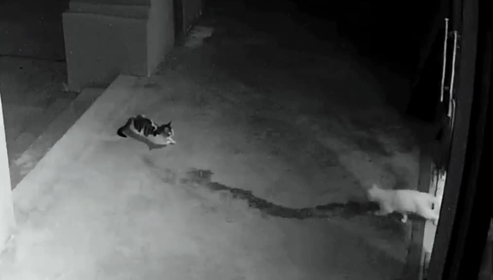 253_I never knew my cat was so strong. When a stray cat comes to my doorstepš®