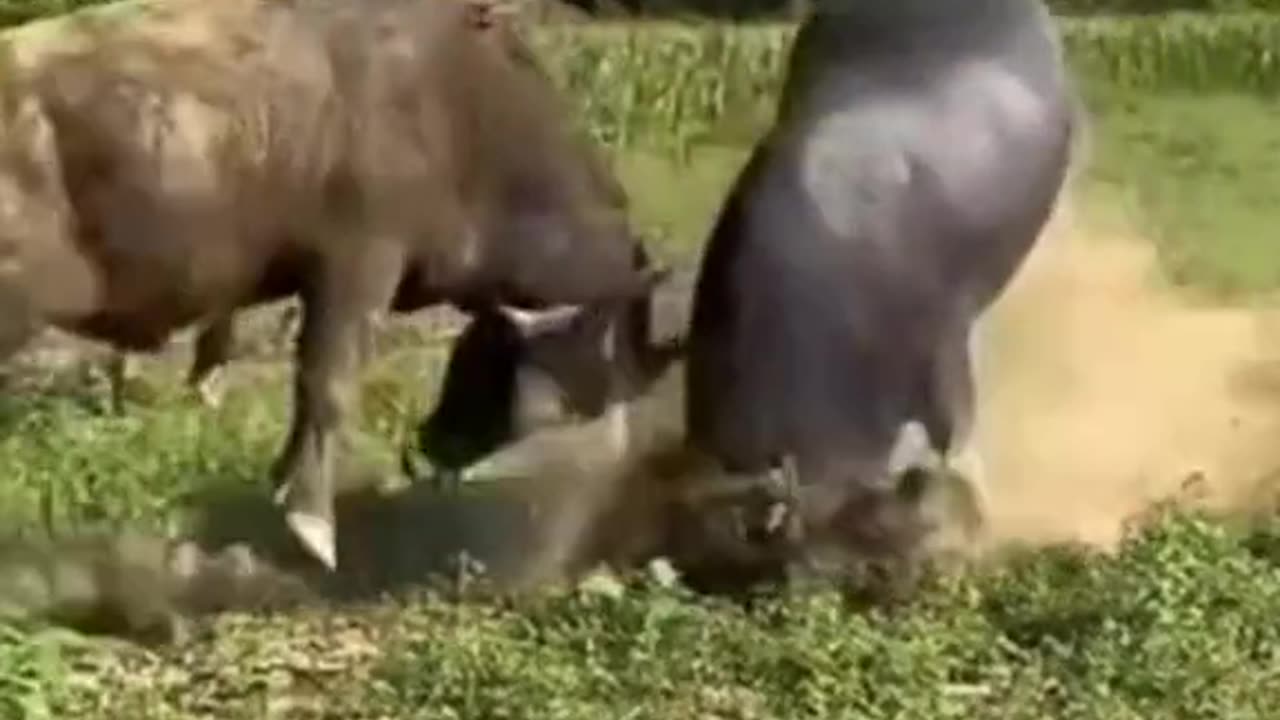 Laughing at Life's Bullsh*t: Hilarious Fails and Epic Pranks!"
