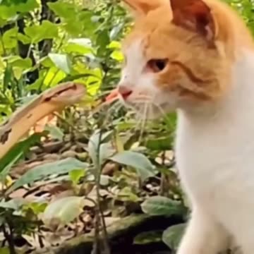 Cats are seven times faster than snakes