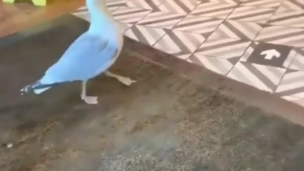 Crazy Seagull Attacks Local Store! NEW FUNNIEST ANIMALS VIDEO