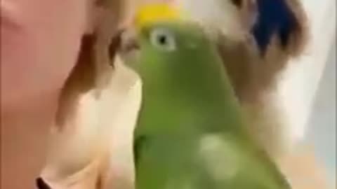 watch till the end funiest videos cats and dogs