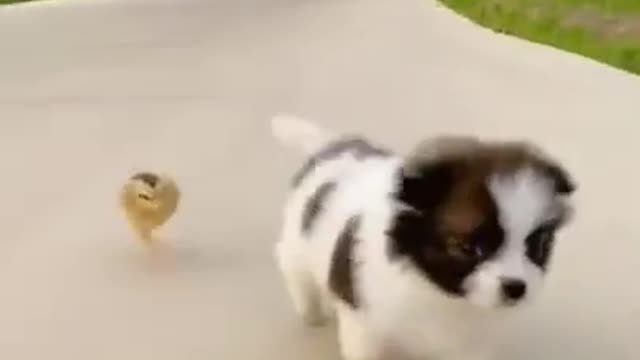 Cute animals funny video