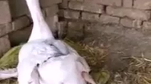 The most beautiful moments of a duck during birth are incredible bites