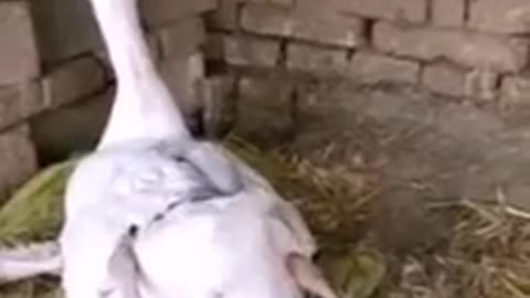 The most beautiful moments of a duck during birth are incredible bites