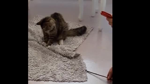 cure cats video| funny cats and animals videos| Funny animals|