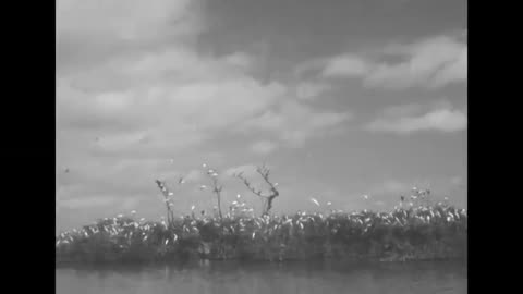 How Florida Got So Weird