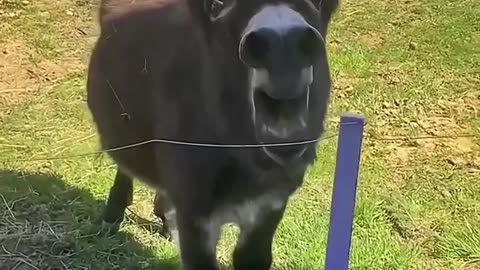 Funny animal