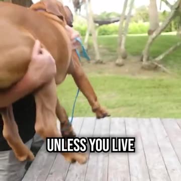 Is the SOUTH AFRICAN BOERBOEL Right for You?