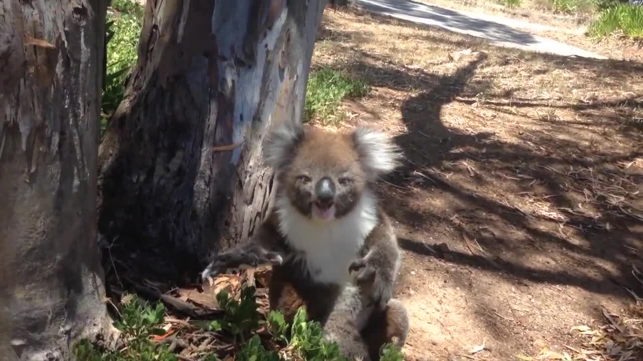 Koala Gets Kicked Out Of Tree and Cries!