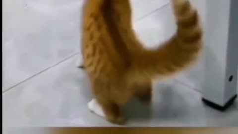 Funny cat