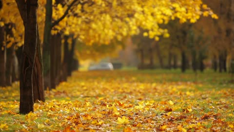 beautiful real memories of autumn breeze and fallen leaves in the background of stage