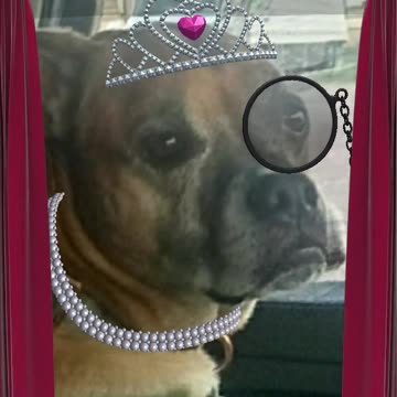 Singing Dogs & Animals: Devil Dog Deliveries🐕💜 episode 1 read description where to follow us 😁