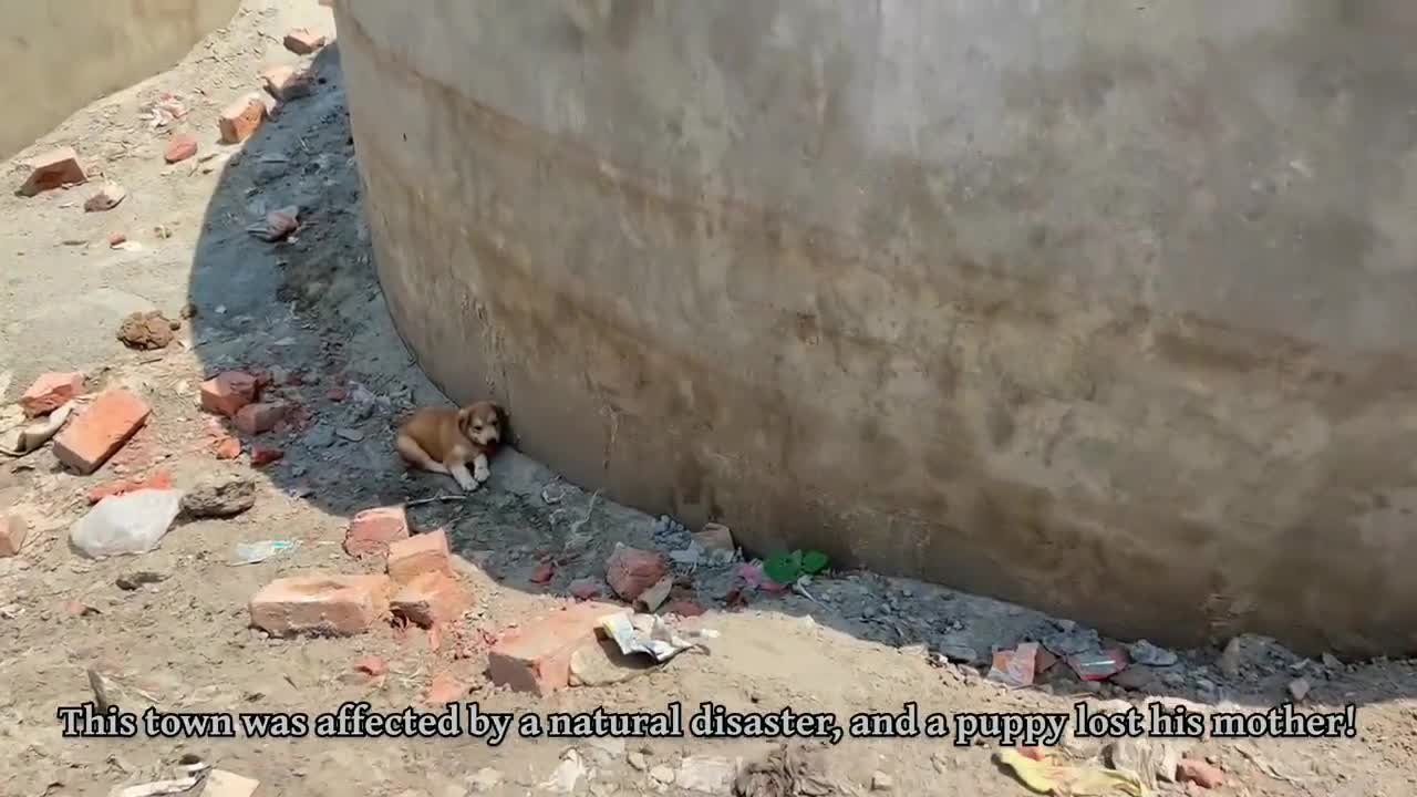 Little Dog rescued !