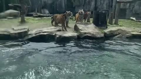 tigers