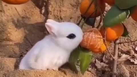 Funny animals video