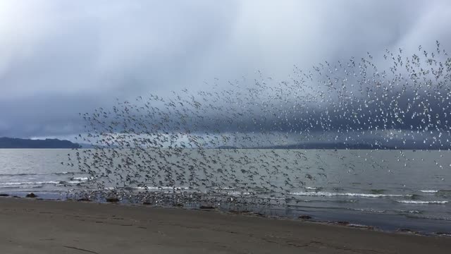 Sandpiper Murmuration