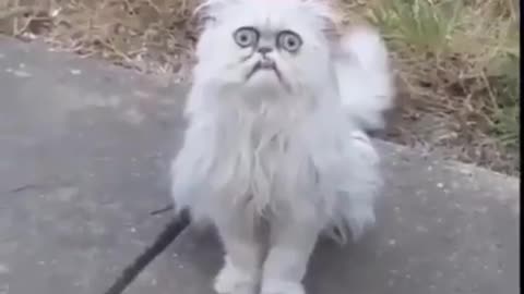 This cat looks disturbing fr