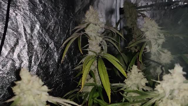 Day 56 GG4/AR, Wedding Cake (fill clones) SF4000 Ballast & AC Failure...