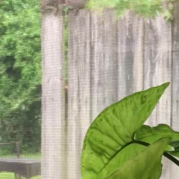 Another video of my “window squirrel”