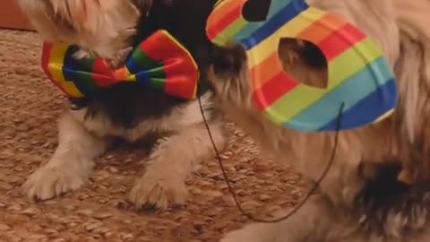 Cute dogs waiting for Christmas
