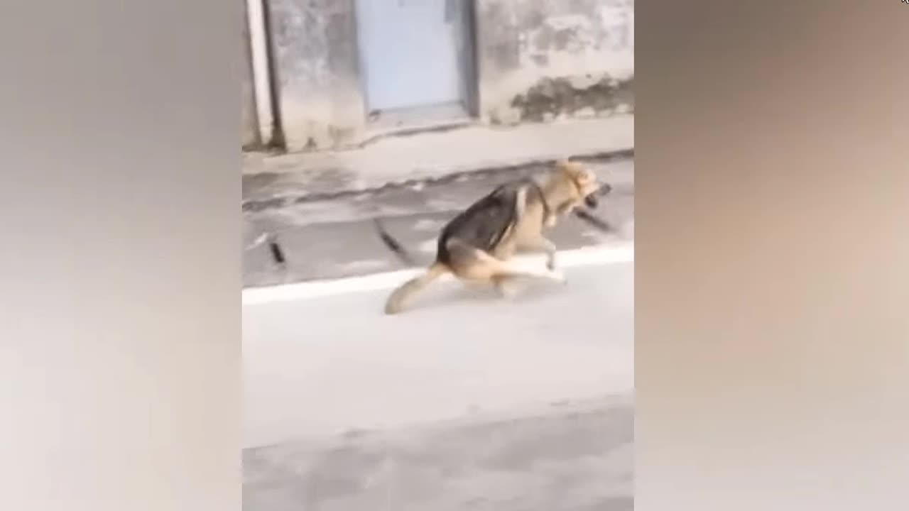 funny animal videos ....try not to laugh