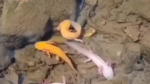 This is a beautiful and charming water-dwelling species