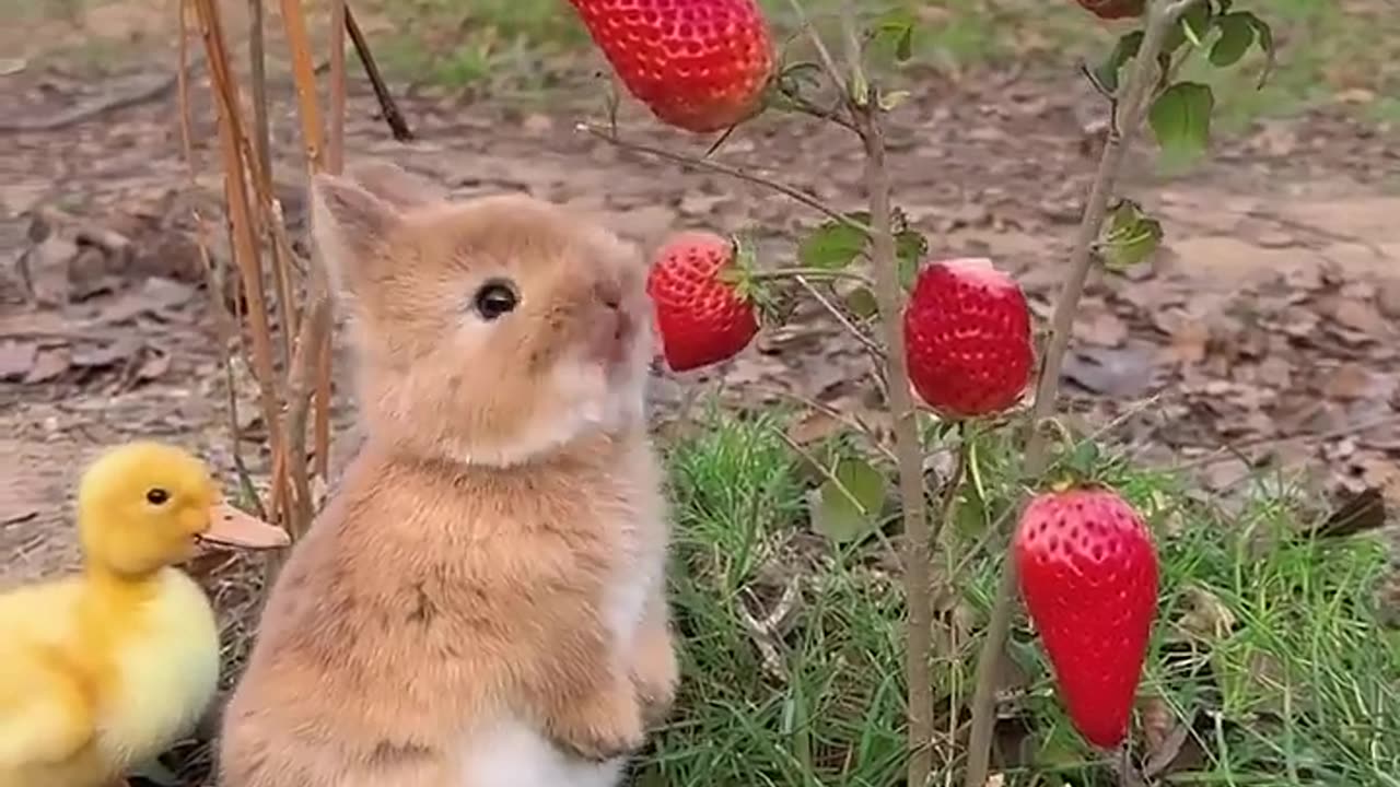 Rabbit eating STRAWBERRY