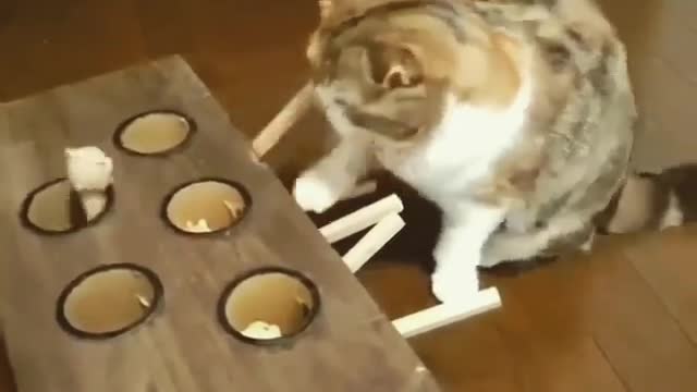 cutecat