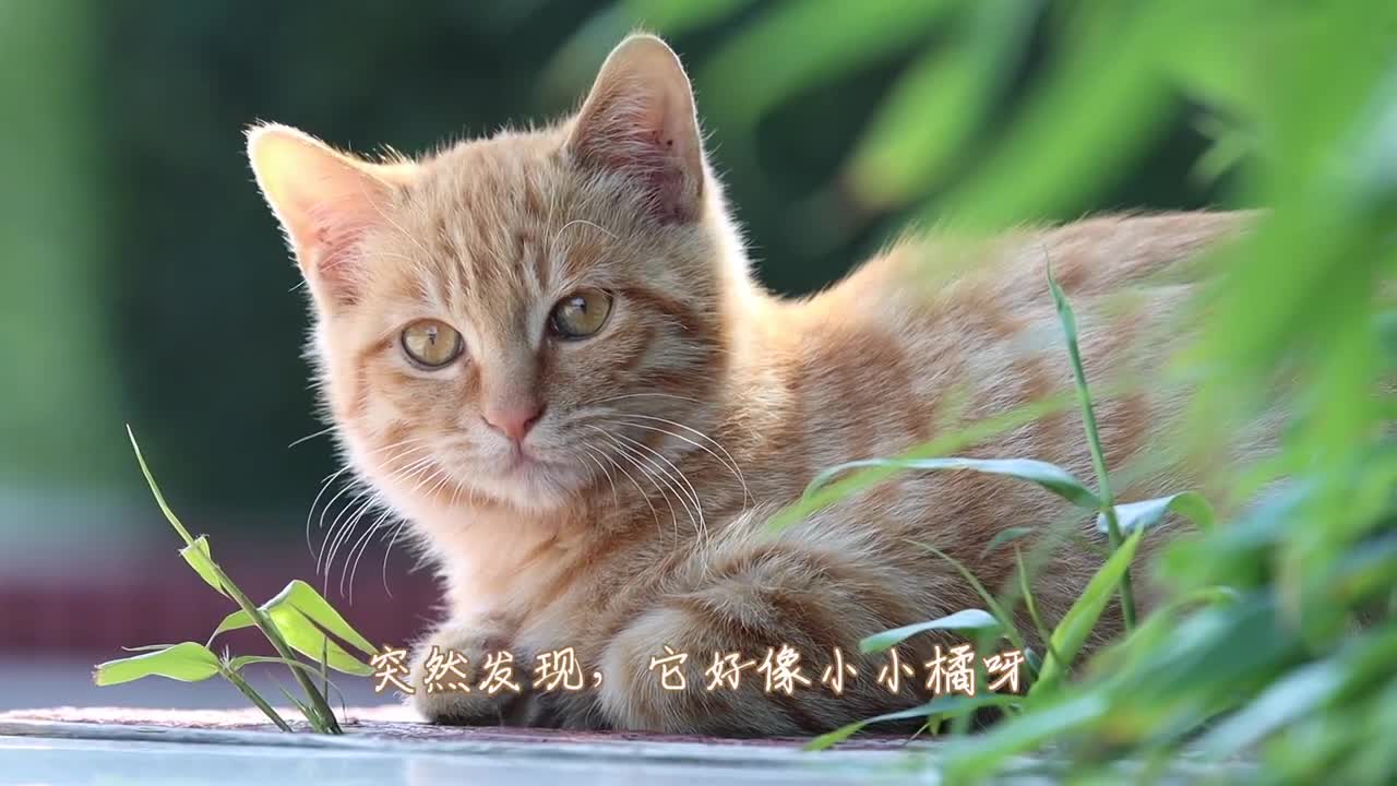 I ran into a little orange cat that looked like a little orange.