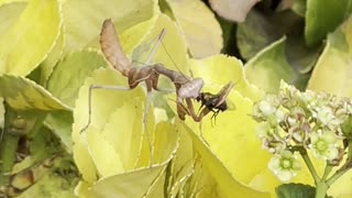 Crazy praying mantis eats fly