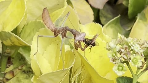 Crazy praying mantis eats fly