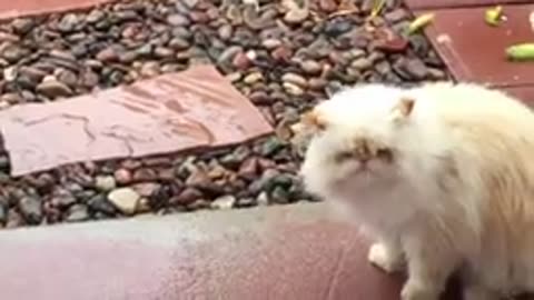 🐱🐱🐱 Funny Cats Will Make You Laugh 🐱🐱🐱