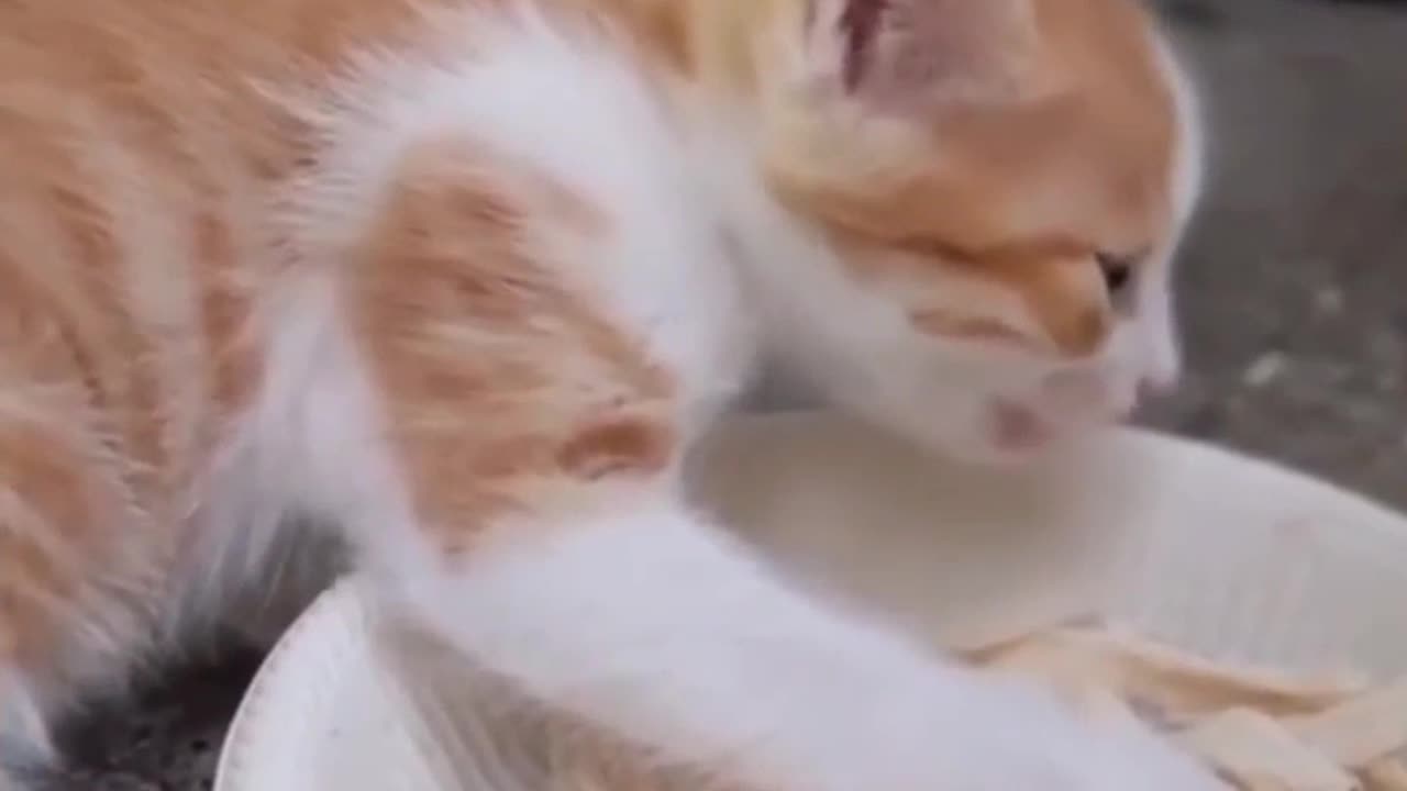 soo funny pets video