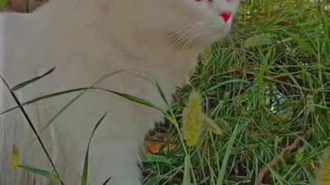 Cute and beautiful cat video.