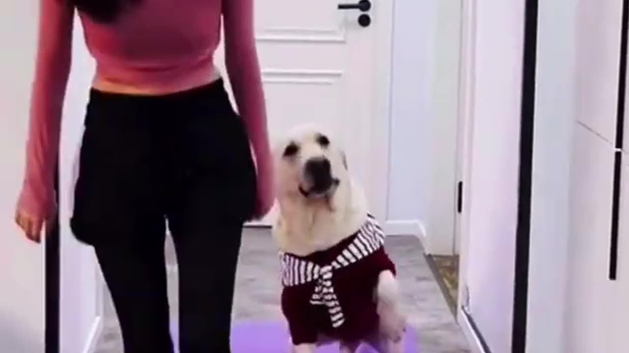 Yoga Animals