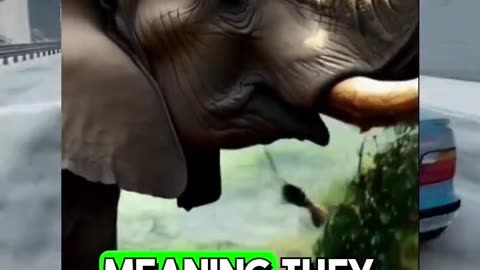 🐘 5 Elephant Facts You Never Knew (But Should!) #25