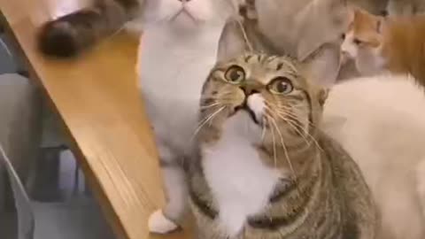 Cut cats ,helps you relive stress