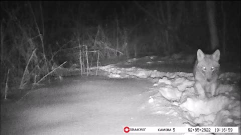 Backyard Trail Cam - Coyote - Wadsworth, OH