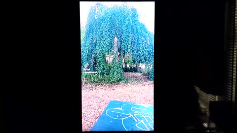 TIKTOK SHORT REVEALING DR BROWN'S LIES CONCERNING ANCIENT HEBREW- MALCHAAMAH