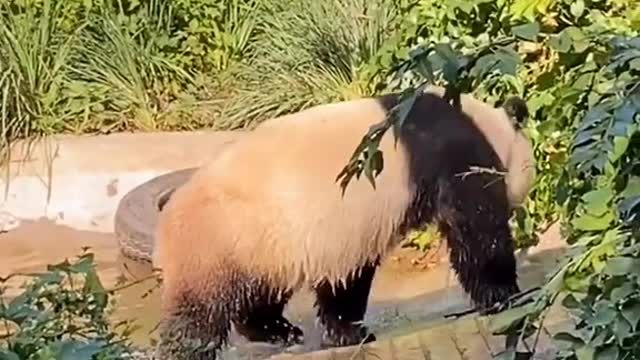 The adorable giant panda
