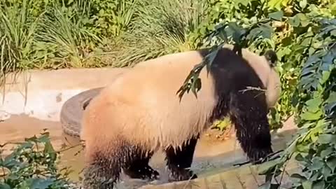 The adorable giant panda